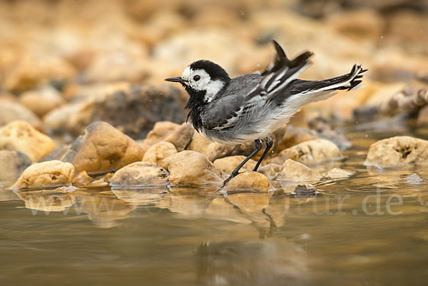 Bachstelze (Motacilla alba)