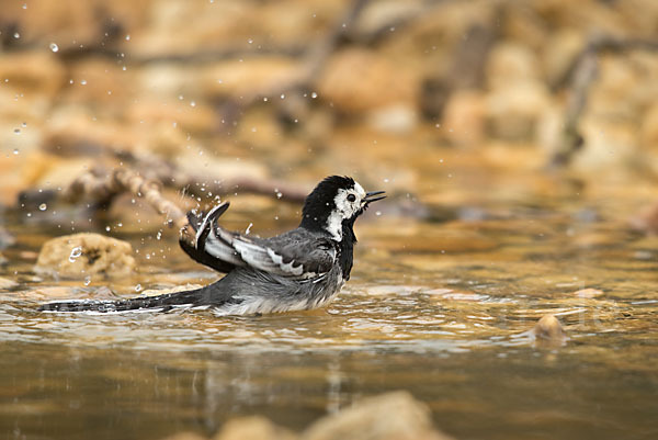 Bachstelze (Motacilla alba)