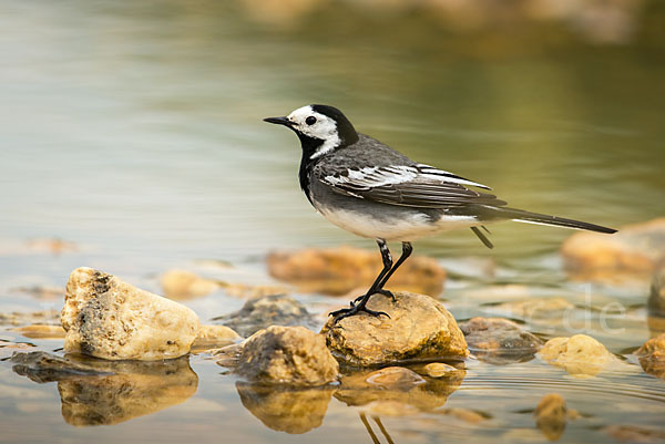 Bachstelze (Motacilla alba)