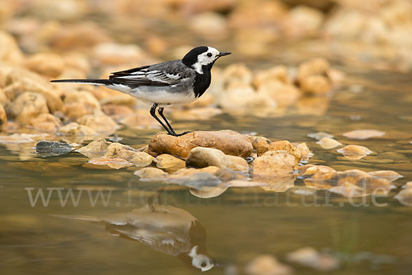 Bachstelze (Motacilla alba)