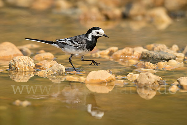 Bachstelze (Motacilla alba)