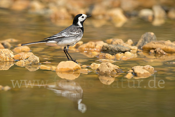 Bachstelze (Motacilla alba)