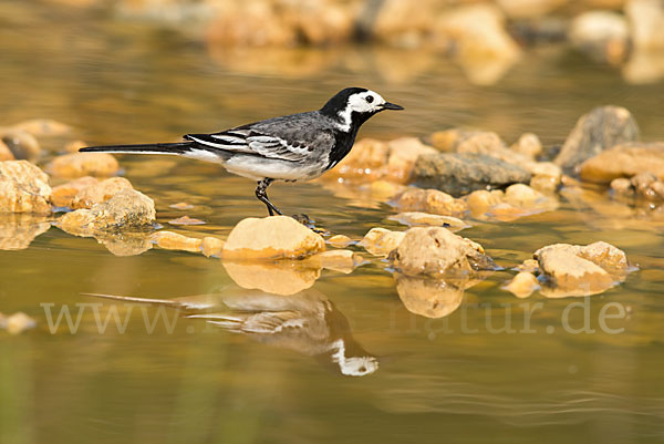 Bachstelze (Motacilla alba)