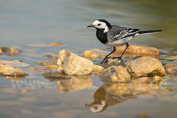 Bachstelze (Motacilla alba)