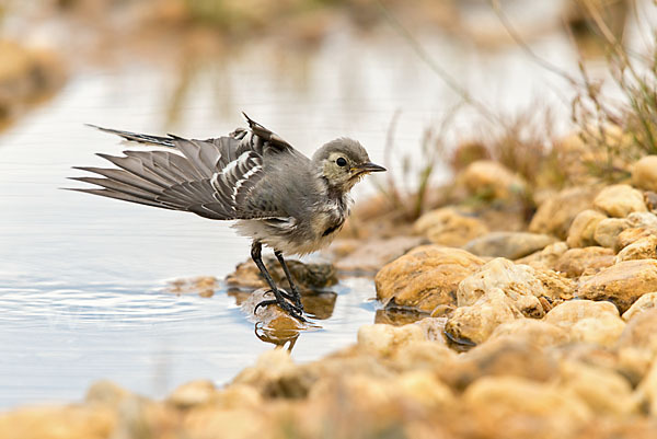 Bachstelze (Motacilla alba)