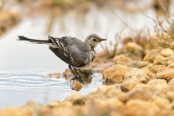 Bachstelze (Motacilla alba)