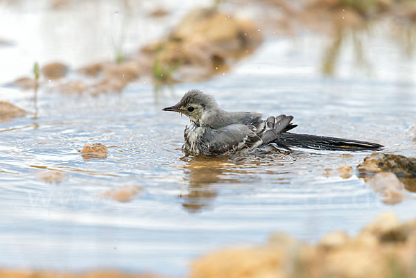 Bachstelze (Motacilla alba)