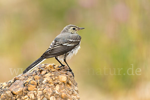 Bachstelze (Motacilla alba)