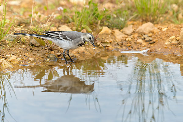 Bachstelze (Motacilla alba)