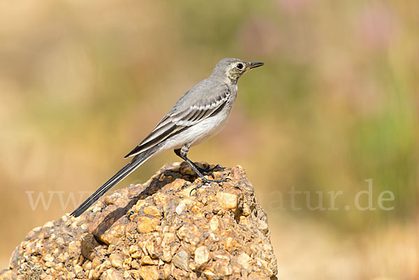 Bachstelze (Motacilla alba)