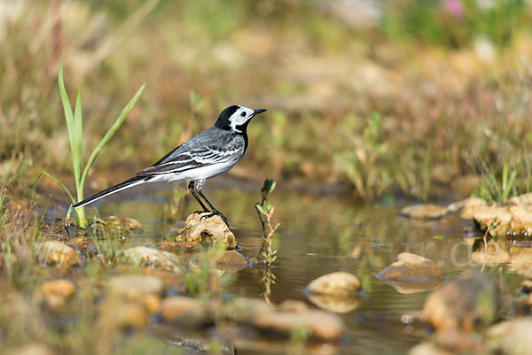 Bachstelze (Motacilla alba)