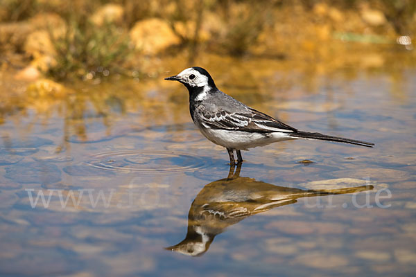 Bachstelze (Motacilla alba)