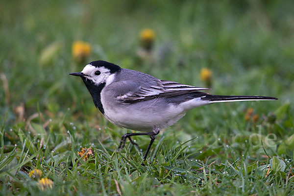 Bachstelze (Motacilla alba)