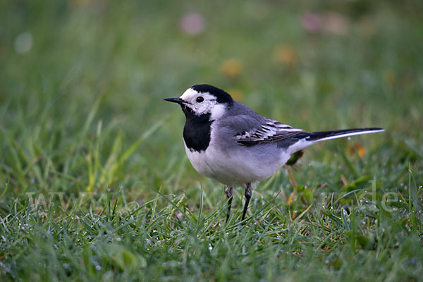 Bachstelze (Motacilla alba)