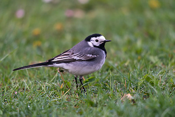 Bachstelze (Motacilla alba)