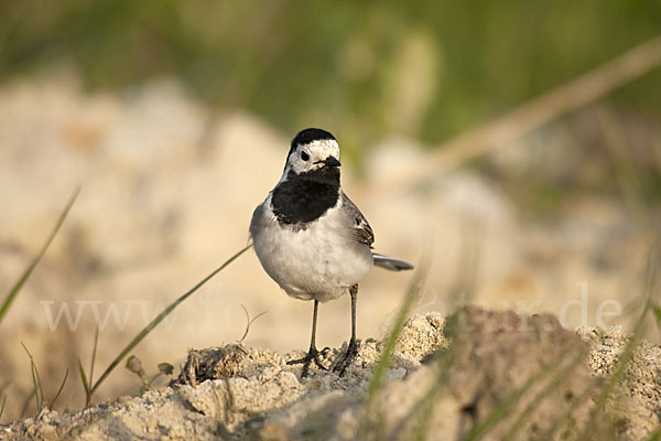 Bachstelze (Motacilla alba)