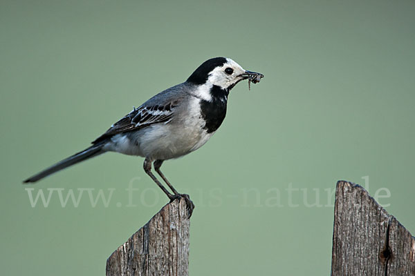 Bachstelze (Motacilla alba)