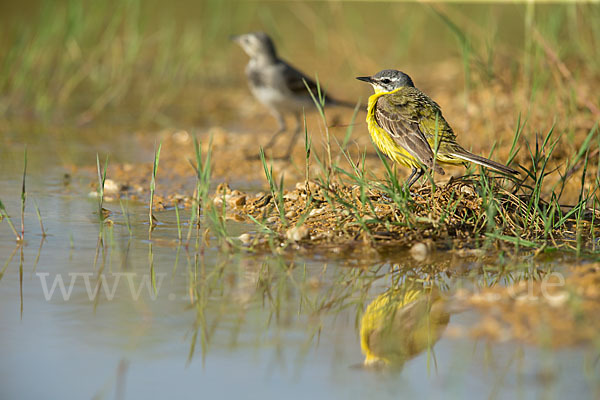 Bachstelze (Motacilla alba)