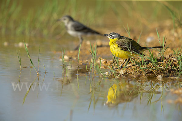 Bachstelze (Motacilla alba)