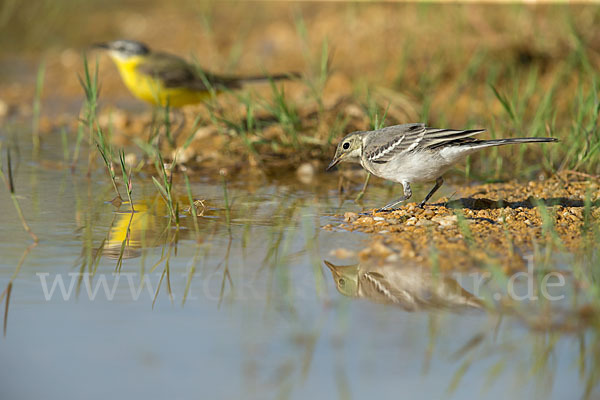 Bachstelze (Motacilla alba)