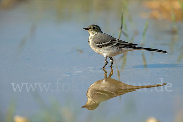 Bachstelze (Motacilla alba)