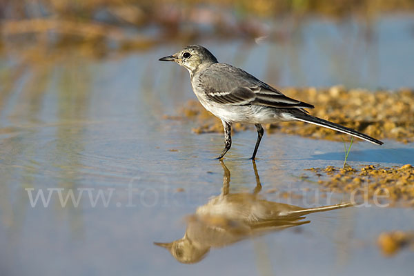 Bachstelze (Motacilla alba)