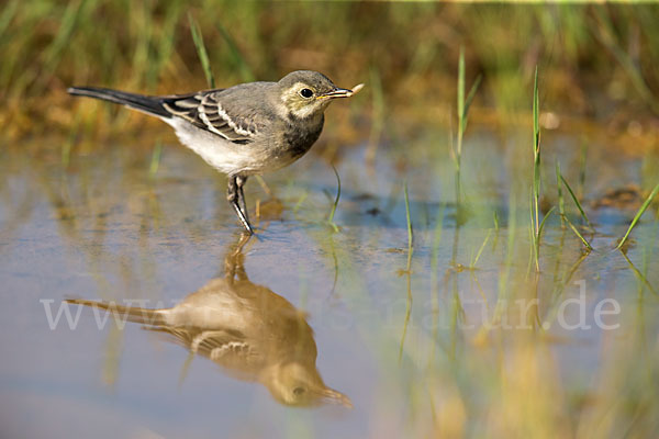 Bachstelze (Motacilla alba)