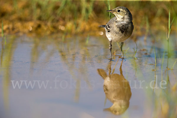 Bachstelze (Motacilla alba)