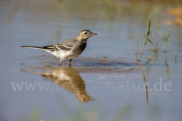 Bachstelze (Motacilla alba)