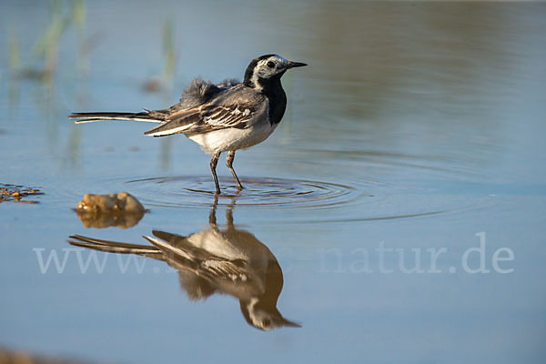 Bachstelze (Motacilla alba)