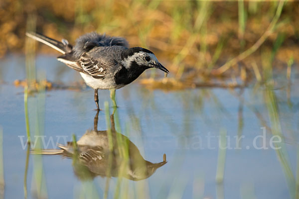 Bachstelze (Motacilla alba)