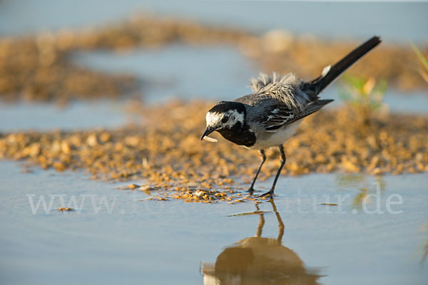 Bachstelze (Motacilla alba)