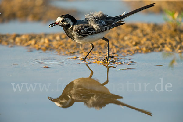 Bachstelze (Motacilla alba)