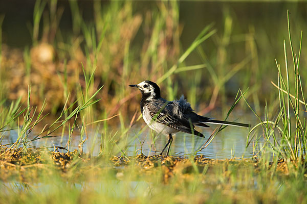 Bachstelze (Motacilla alba)