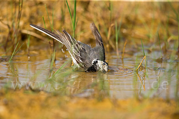 Bachstelze (Motacilla alba)