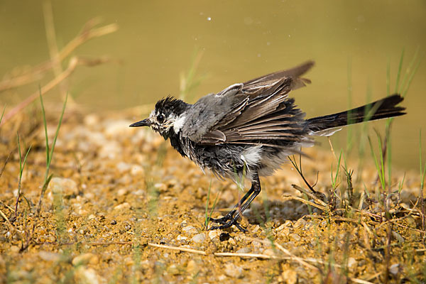 Bachstelze (Motacilla alba)