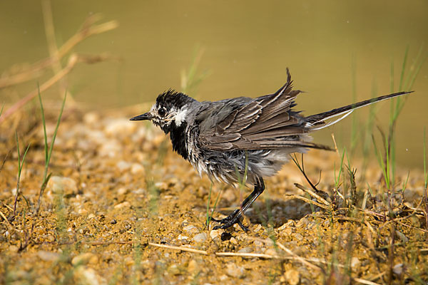 Bachstelze (Motacilla alba)