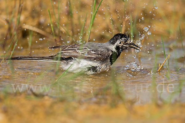 Bachstelze (Motacilla alba)