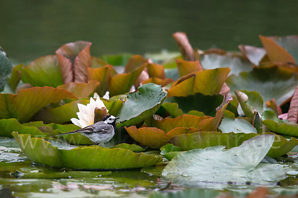 Bachstelze (Motacilla alba)