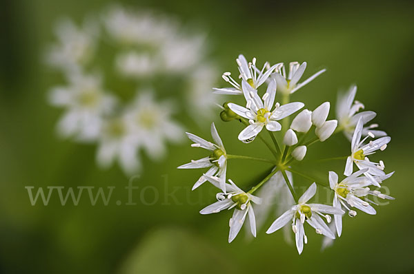 Bär-Lauch (Allium ursinum)