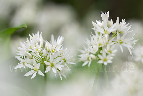 Bär-Lauch (Allium ursinum)