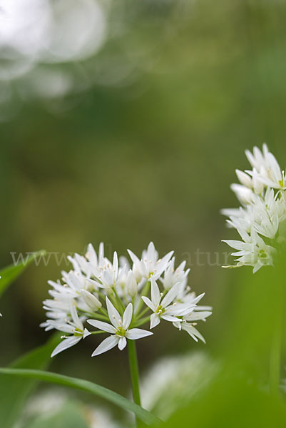 Bär-Lauch (Allium ursinum)