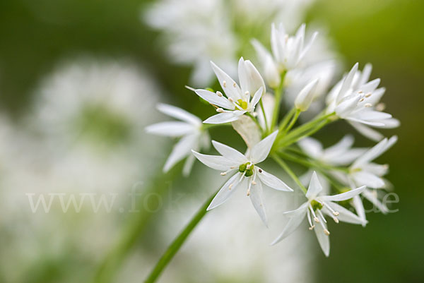 Bär-Lauch (Allium ursinum)