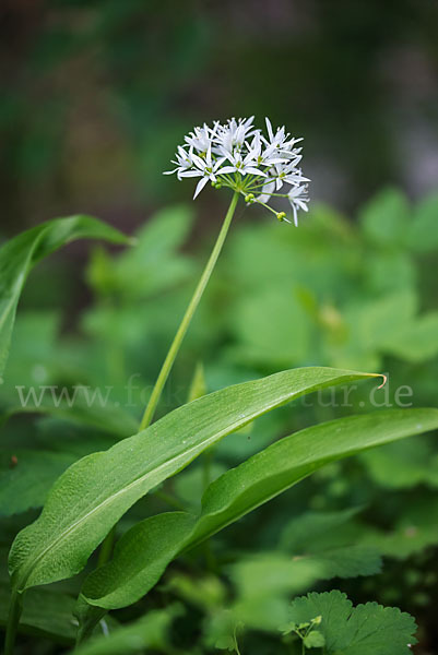 Bär-Lauch (Allium ursinum)