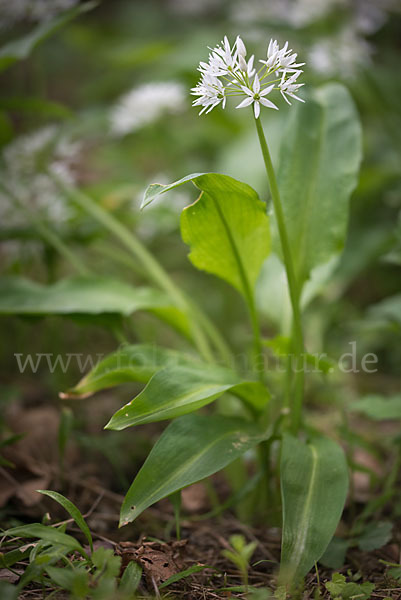 Bär-Lauch (Allium ursinum)