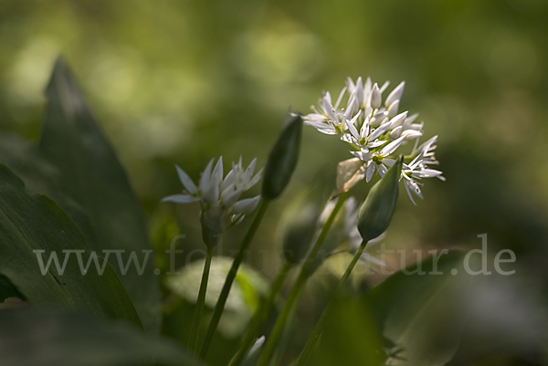 Bär-Lauch (Allium ursinum)