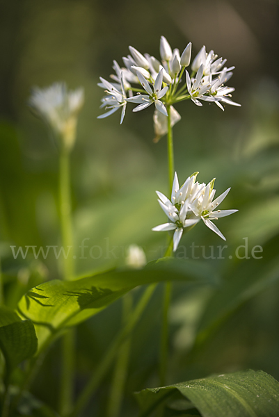 Bär-Lauch (Allium ursinum)