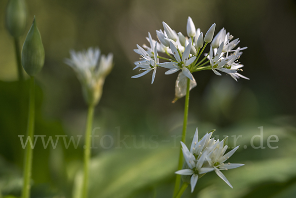 Bär-Lauch (Allium ursinum)