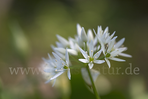 Bär-Lauch (Allium ursinum)