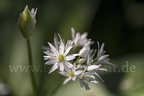 Bär-Lauch (Allium ursinum)